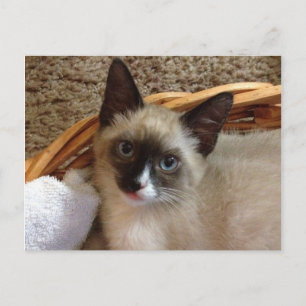 carte postale kitten