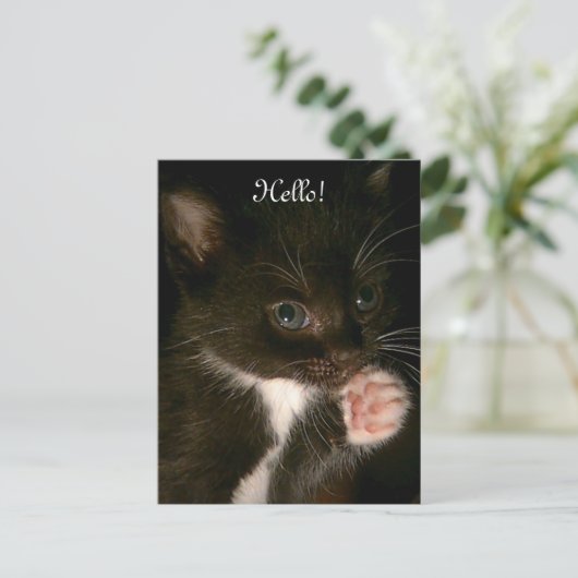 Carte postale Kitten (Debout devant)