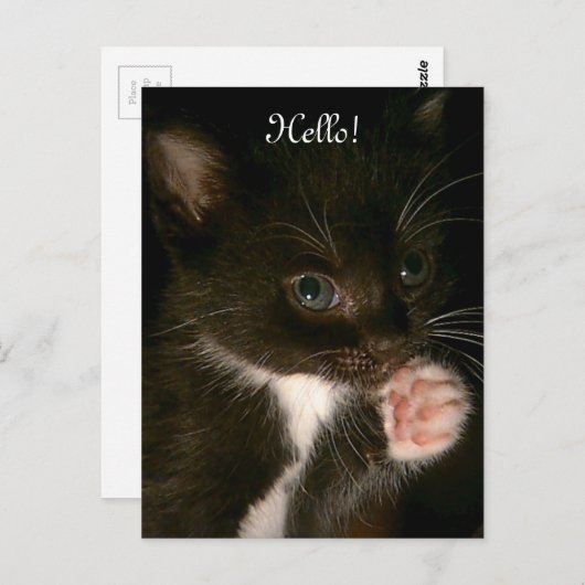 Carte postale Kitten (Devant / Derrière)