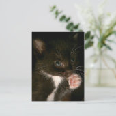 Carte postale Kitten (Debout devant)