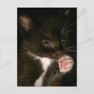 Carte postale Kitten