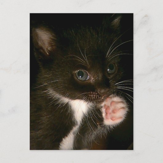 Carte postale Kitten (Devant)