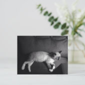 Carte postale Kitten (Debout devant)