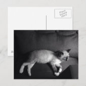 Carte postale Kitten (Devant / Derrière)