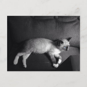 Carte postale Kitten