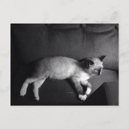 Carte postale Kitten (Devant)