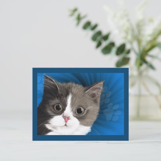 carte postale kitten (Debout devant)