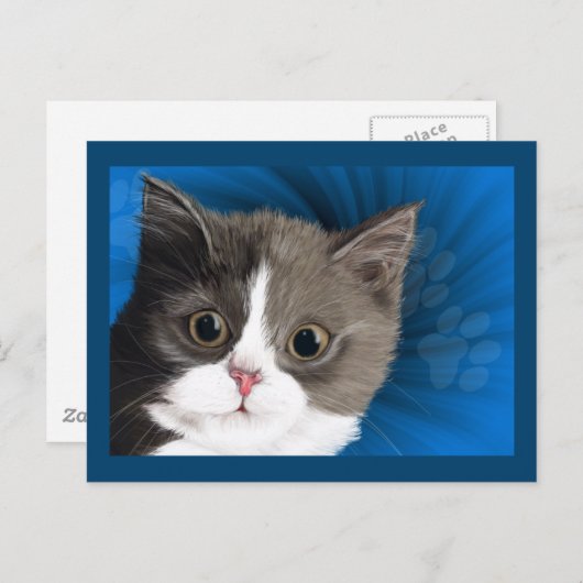 carte postale kitten (Devant / Derrière)