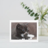 Carte Postale Kitten (Debout devant)