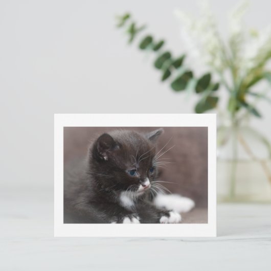 Carte Postale Kitten (Debout devant)
