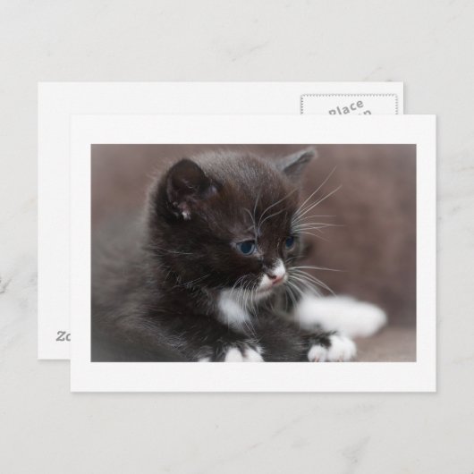 Carte Postale Kitten (Devant / Derrière)