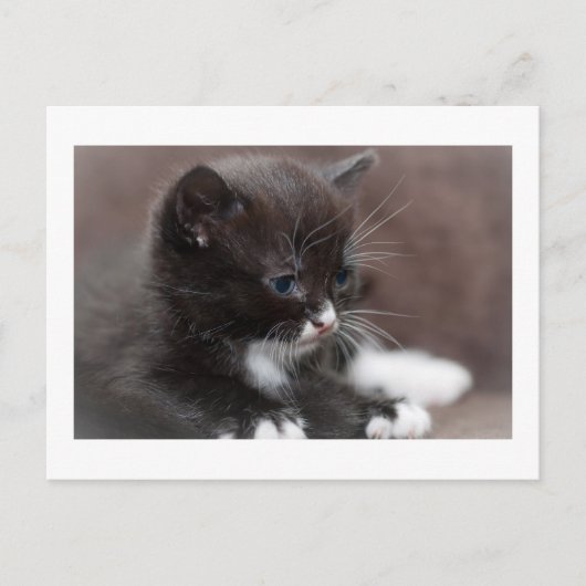 Carte Postale Kitten (Devant)
