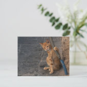 Carte postale Kitten (Debout devant)