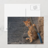 Carte postale Kitten (Devant / Derrière)