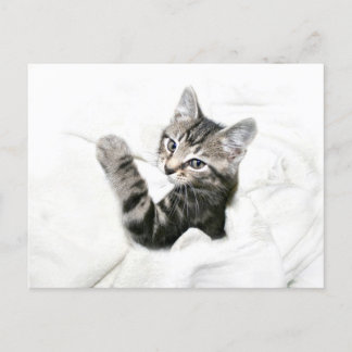 Carte Postale Kitten