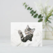 Carte Postale Kitten (Debout devant)