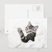 Carte Postale Kitten (Devant / Derrière)