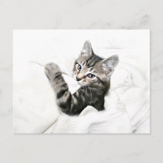 Carte Postale Kitten (Devant)