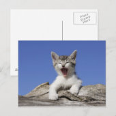 Carte Postale Kitten allongé sur le bûcher, bûcher, gros plan (Devant / Derrière)