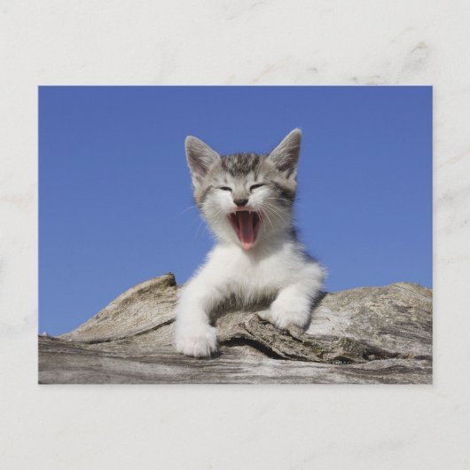 Carte Postale Kitten allongé sur le bûcher, bûcher, gros plan (Devant)