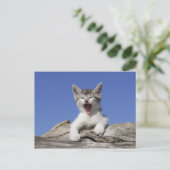 Carte Postale Kitten allongé sur le bûcher, bûcher, gros plan (Debout devant)