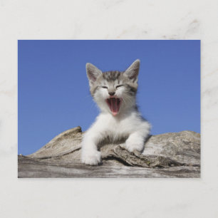 Carte Postale Kitten allongé sur le bûcher, bûcher, gros plan