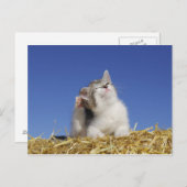 Carte Postale Kitten assis sur la paille, rayures, gros plan (Devant / Derrière)