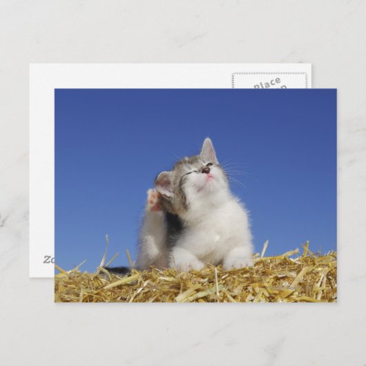 Carte Postale Kitten assis sur la paille, rayures, gros plan (Devant / Derrière)