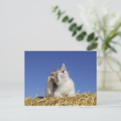 Carte Postale Kitten assis sur la paille, rayures, gros plan (Debout devant)