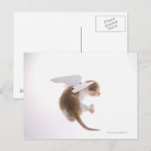 Carte Postale Kitten avec ailes d'ange fixées à l'arrière, à l'a (Devant / Derrière)