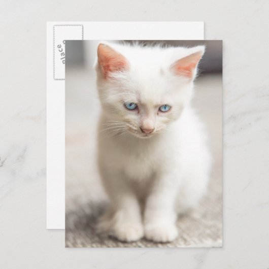 Carte Postale Kitten blanc (Devant / Derrière)