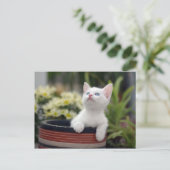 Carte Postale Kitten blanc turc (Debout devant)