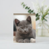 Carte Postale Kitten bleu russe (Debout devant)