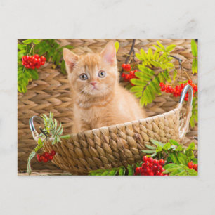 Carte Postale Kitten Britannique Assis Dans Un Panier Avec Monta