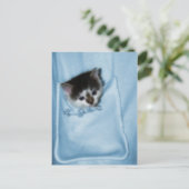 Carte Postale Kitten dans la poche (Debout devant)