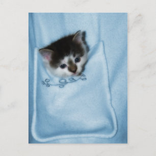 Carte Postale Kitten dans la poche