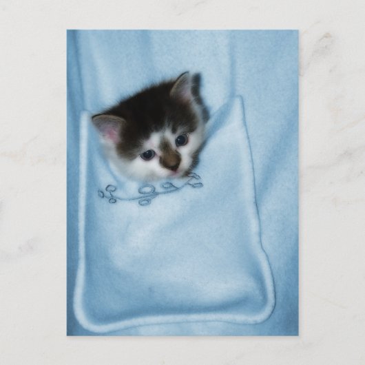 Carte Postale Kitten dans la poche (Devant)