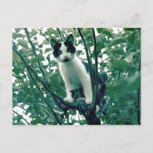 Carte Postale Kitten dans un arbre à pomme
