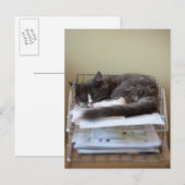 Carte Postale Kitten dans un bureau dans une boîte (Devant / Derrière)