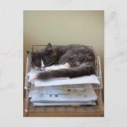 Carte Postale Kitten dans un bureau dans une boîte (Devant)