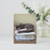 Carte Postale Kitten dans un bureau dans une boîte (Debout devant)