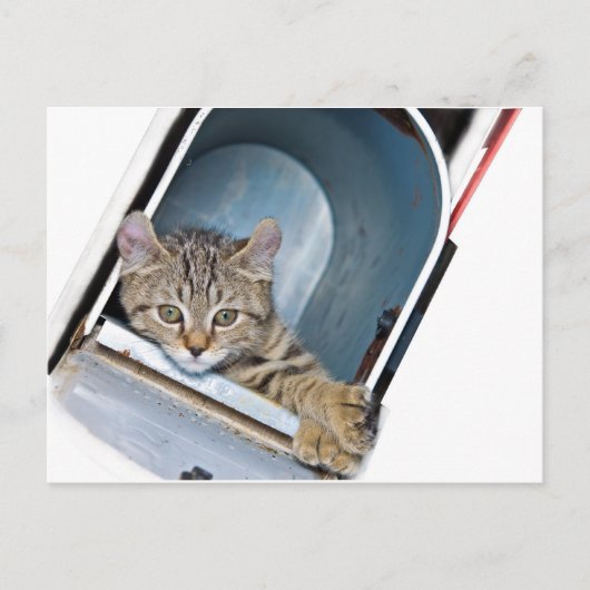 Carte Postale Kitten dans une boîte aux lettres (Devant)