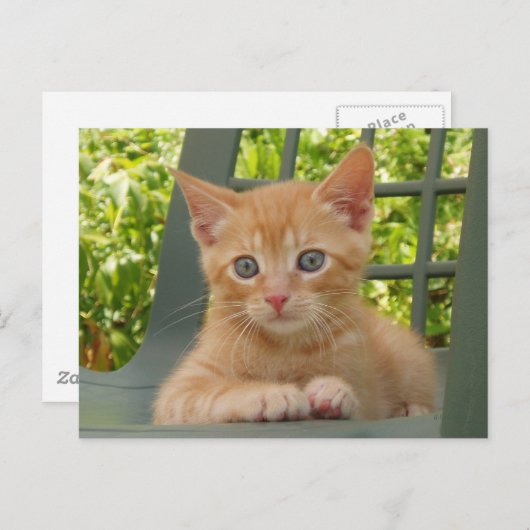 Carte postale Kitten Dax (Devant / Derrière)