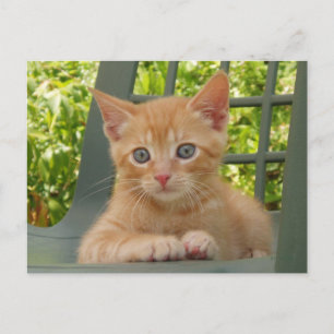 Carte postale Kitten Dax