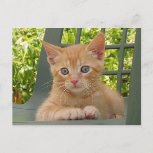 Carte postale Kitten Dax (Devant)