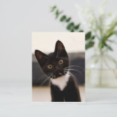 Carte Postale Kitten de Cute Black And White Tuxedo (Debout devant)