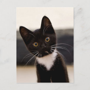 Carte Postale Kitten de Cute Black And White Tuxedo