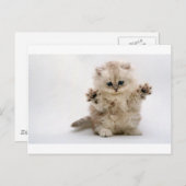 Carte Postale Kitten de serres libres (Devant / Derrière)