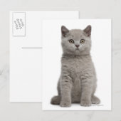 Carte Postale Kitten de Shorthair britannique (10 semaines) 2 (Devant / Derrière)