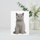 Carte Postale Kitten de Shorthair britannique (10 semaines) 2 (Debout devant)